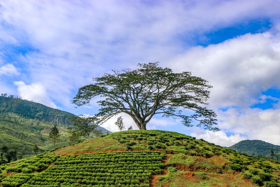 Lush green Ceylon tea plantation in Sri Lanka with tea pickers