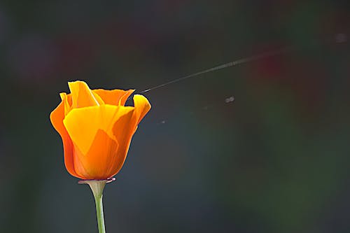 Free stock photo of poppy, yellow