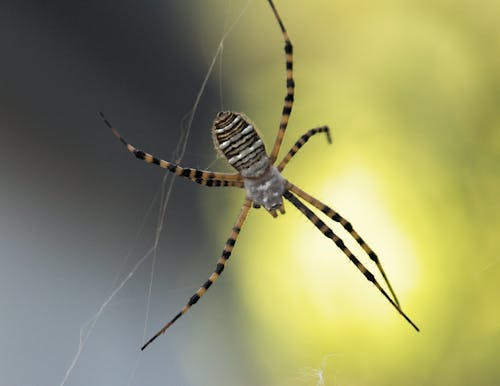 Web, 蜘蛛 的 免费素材图片