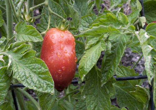 Free stock photo of tomato, vine