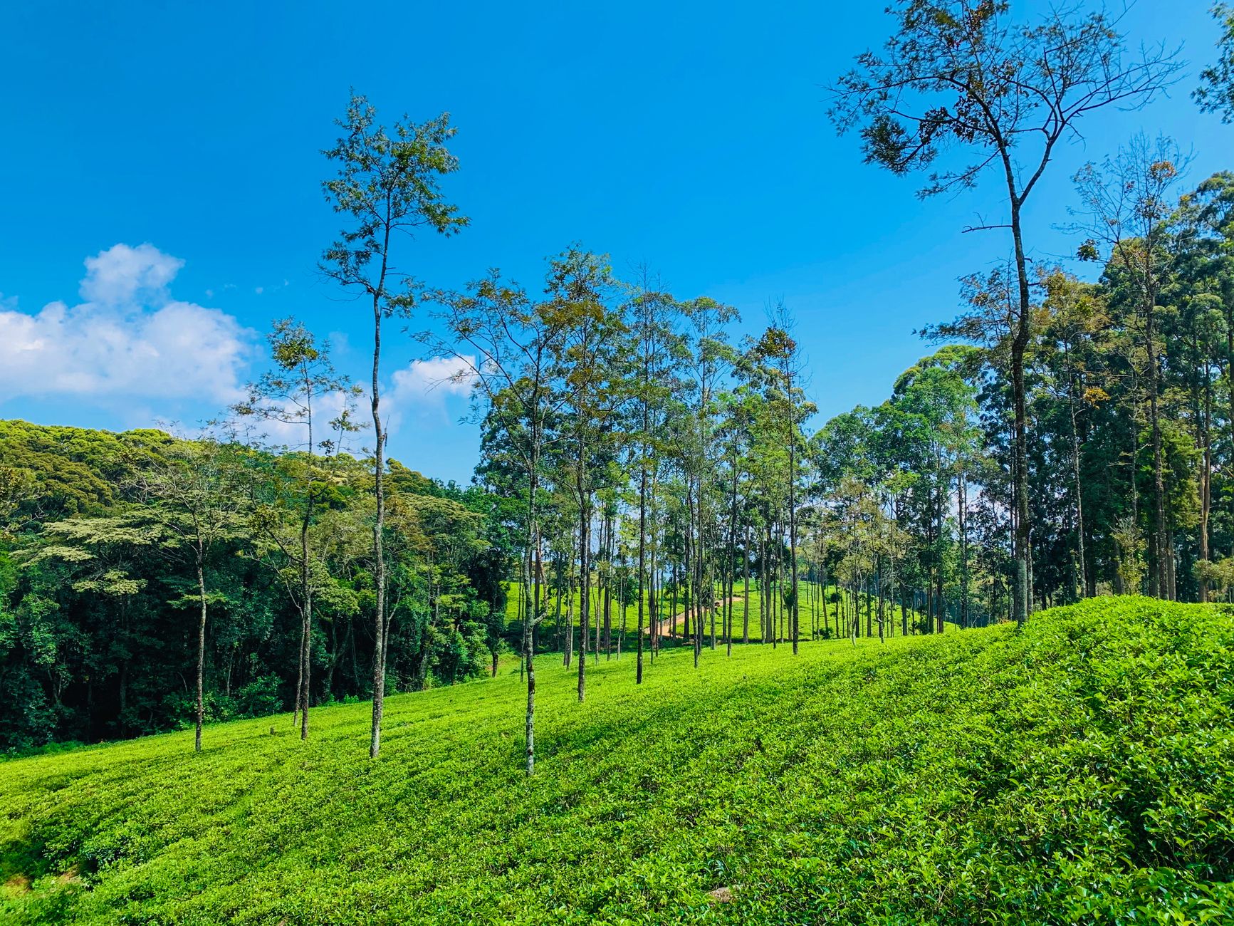 Tea Plantation Tours in Sri Lanka: Best Options, Costs & What to Expect