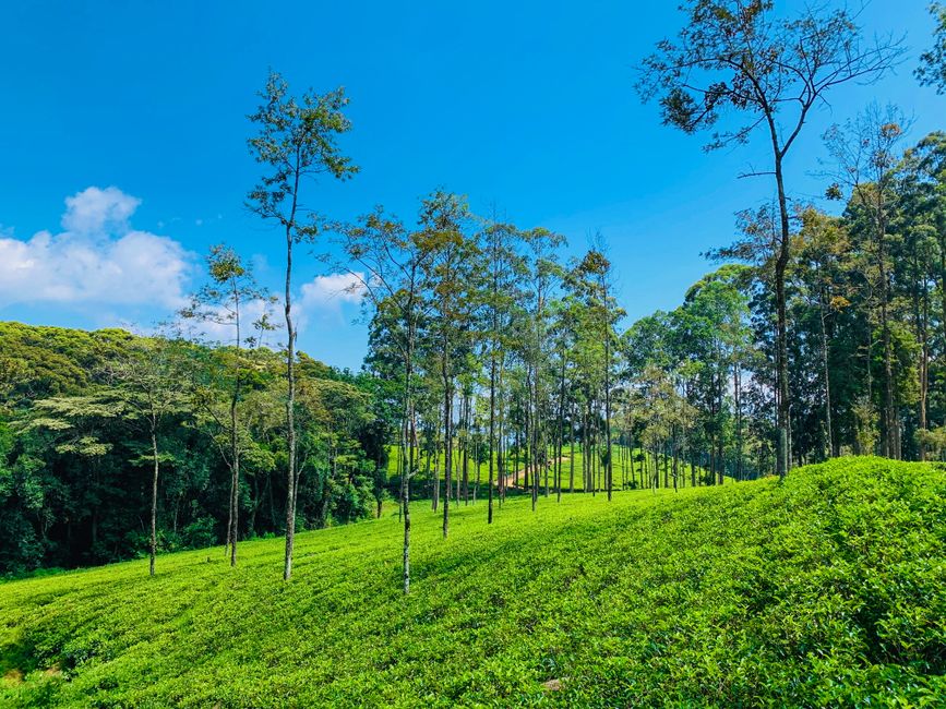 Vibrant green tea plantation under a clear blue sky in Sri Lanka's scenic landscape.