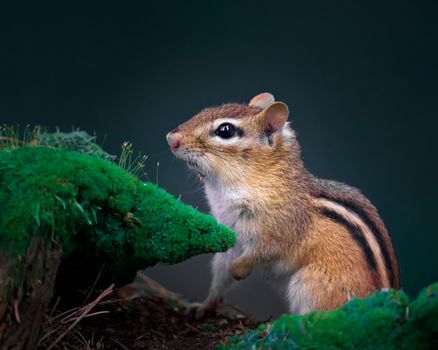 hamster photo