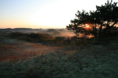 Scenery of Meadow at Sunrise