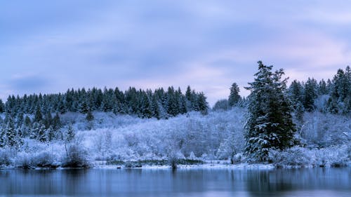 Foto d'estoc gratuïta de arbres, boscos, constipat