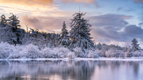 бесплатная Бесплатное стоковое фото с деревья, зима, озеро Стоковое фото