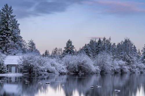 Foto d'estoc gratuïta de arbres, boscos, constipat