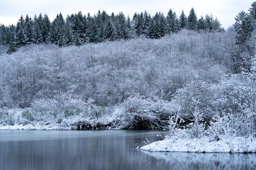 Snow Covered Trees Near Body of Water