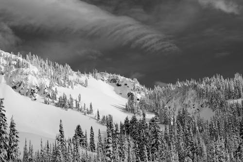 A Grayscale Photo of a Forest Covered with Snow