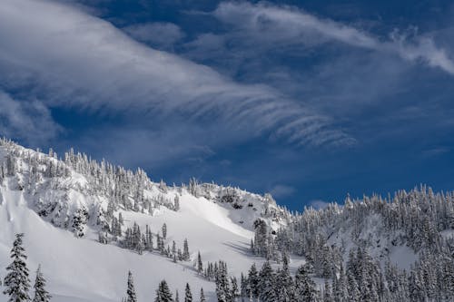 Gratis stockfoto met besneeuwd, Bos, bossen