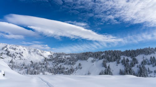 コールド, 冬, 天気の無料の写真素材
