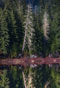 Forest lake — photo by John Callery on Pexels