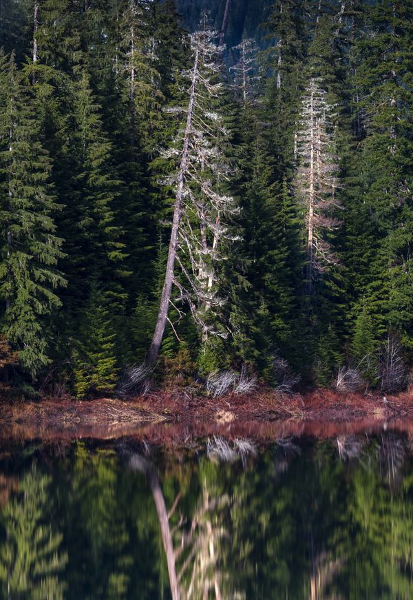 Pines reflected in still water — photo by John Callery on Pexels