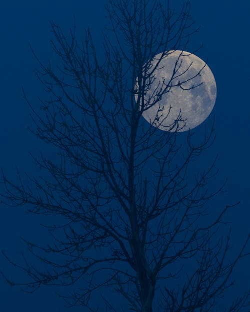 Full Moon Seen between Branches