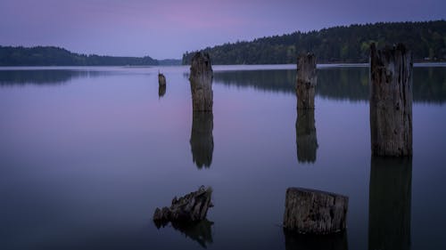  Tree Logs on Lake