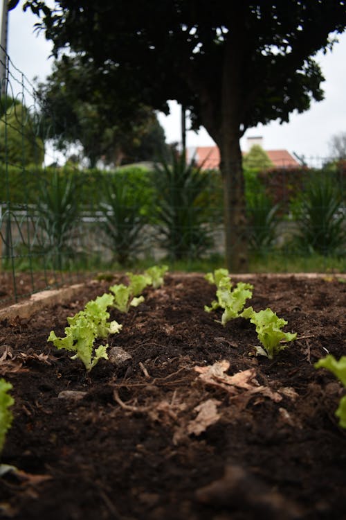 Close-up of Green Plants on the Soil