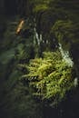Close up of Fern and Moss