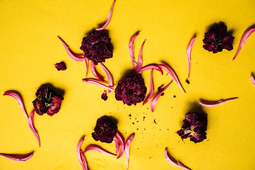 Dried Garden Roses on Yellow Background 