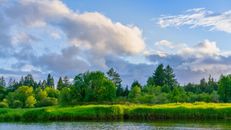 Lush Vegetation on Riverbank in Summer