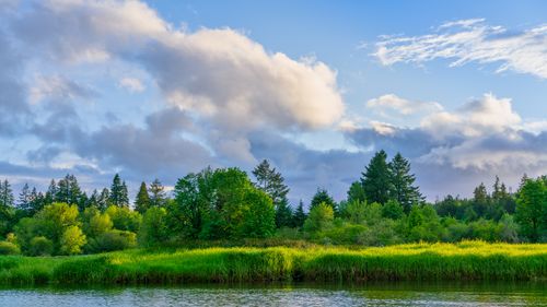 Free Captivating riverbank view with lush trees and vibrant vegetation in Washington, USA. Ideal summer landscape. Stock Photo