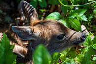 Brown and Black Deer on Green Grass