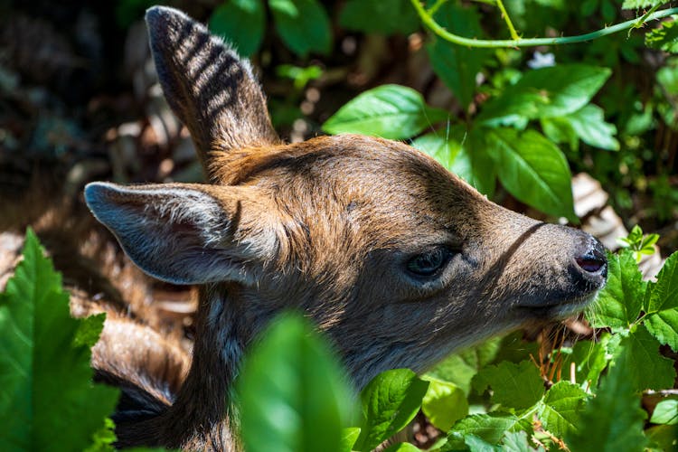 Baby Deer Eating Leaves