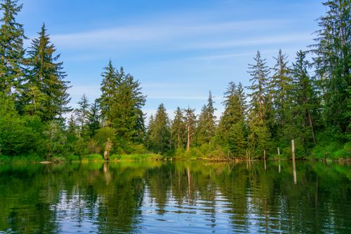 Free Tranquil forest lake with lush trees reflected in calm water under a clear blue sky. Stock Photo