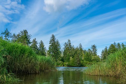 Free Tranquil scene of a lush forest surrounding a calm lake under a clear blue sky. Stock Photo