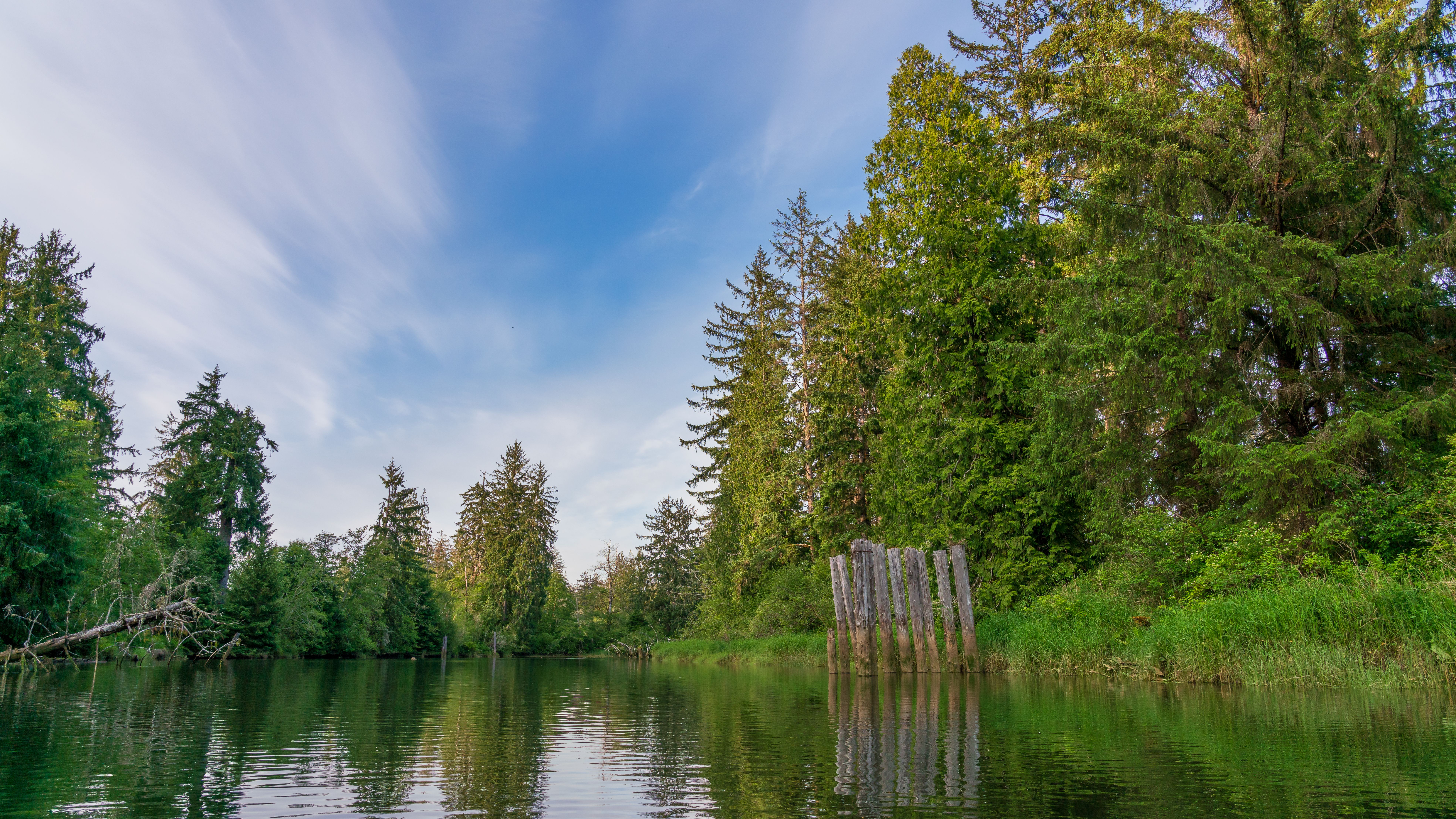 Calm lake surrounded by evergreen forest