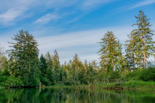 Free A tranquil summer scene featuring a forest and a calm lake under a blue sky. Stock Photo