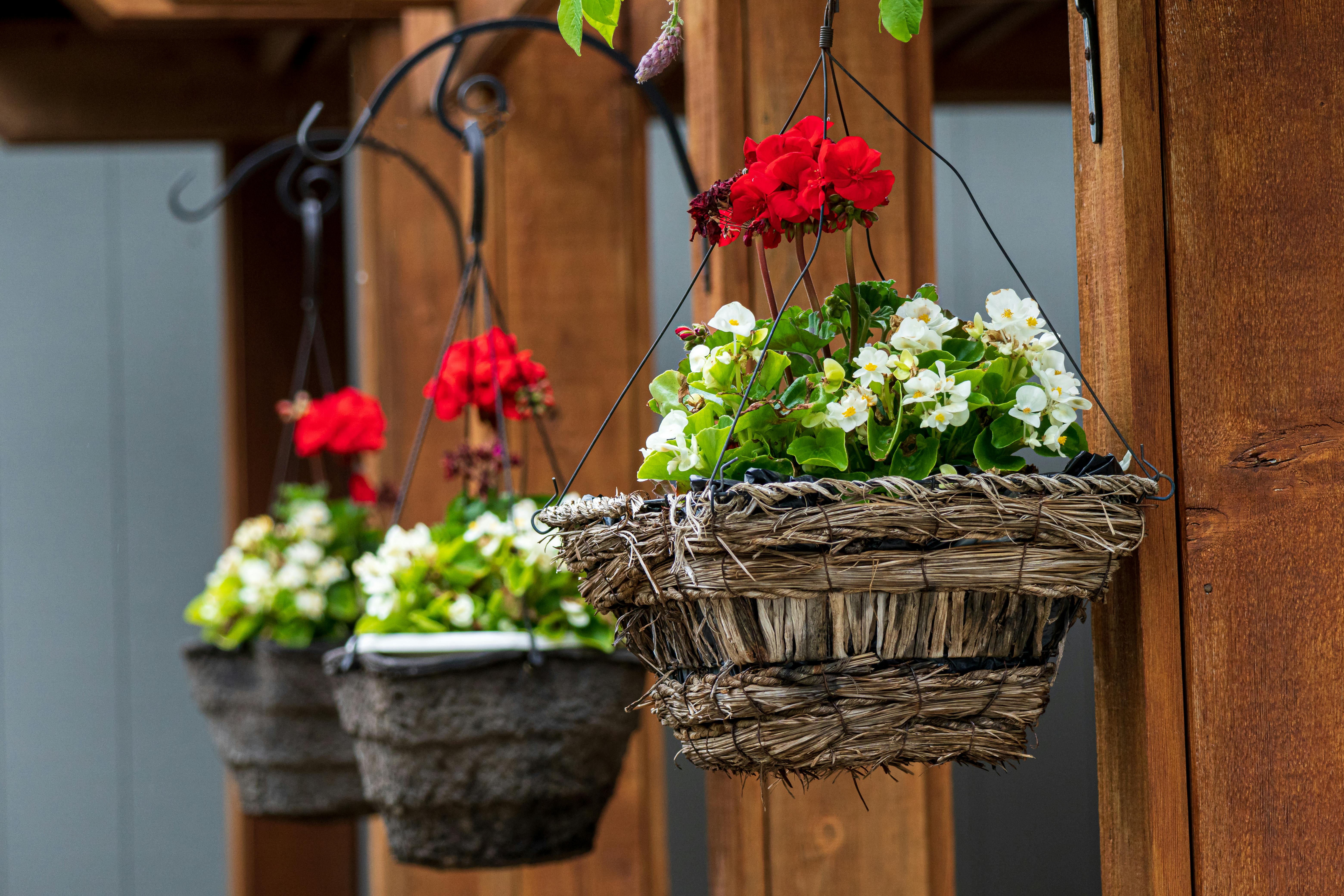 Potted Flowers in Hanging Baskets  