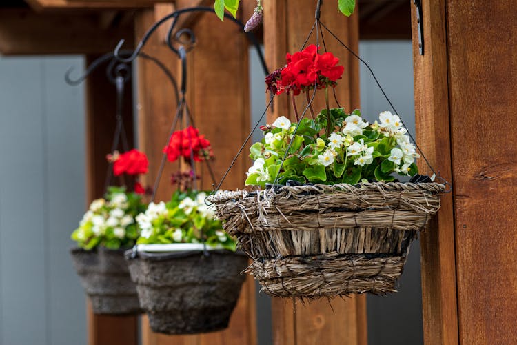 Potted Flowers In Hanging Baskets 