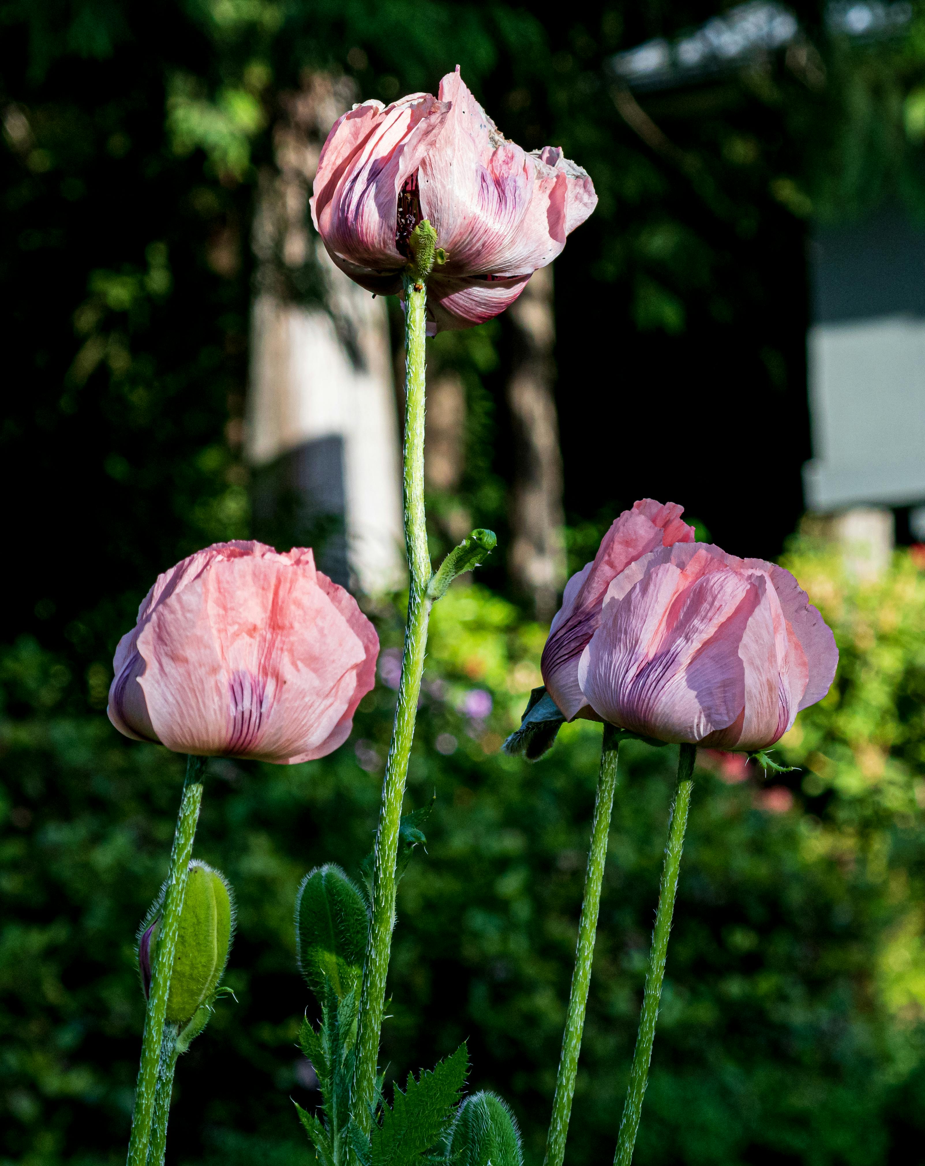 photo of three pink flowers