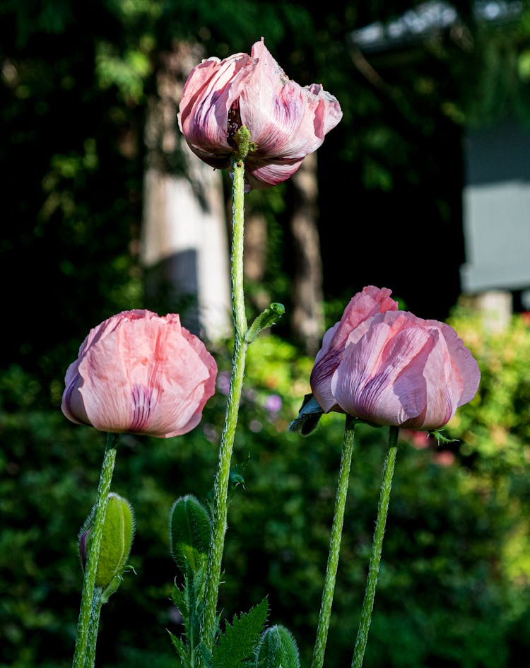 Photo Of Three Pink Flowers