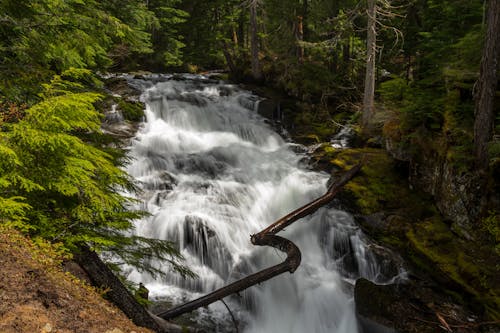 Foto profissional grátis de água, cachoeira, floresta