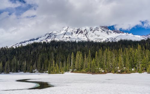 Forest at the Foot of a Snowcapped Mountain 