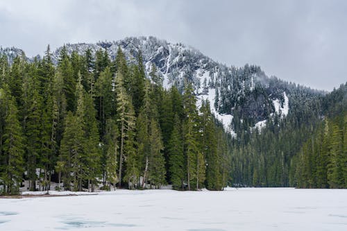 Fotos de stock gratuitas de bosque, invierno, montañas
