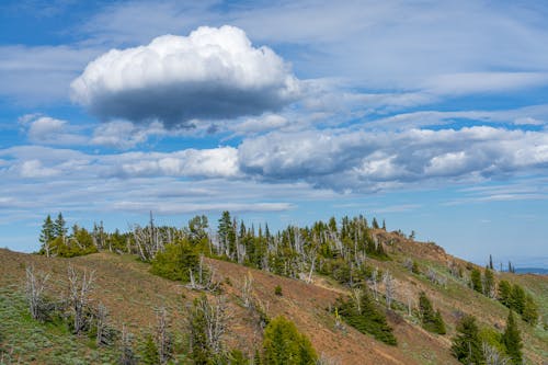 Free Green Trees on Brown Mountain Under White Clouds and Blue Sky Stock Photo