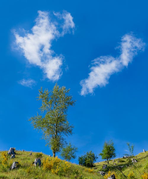 Kostenloses Stock Foto zu außerorts, bäume, blauer himmel