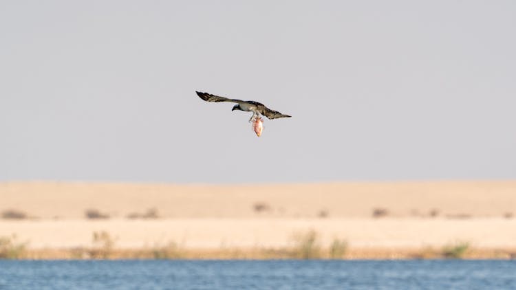 Bird With Fish Flying Above Water Near Sandy Desert