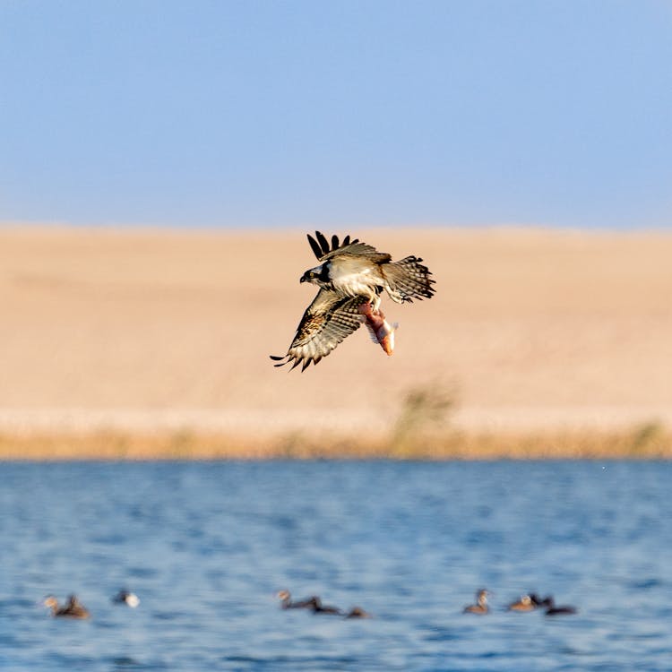 Bird With Fish Flying Above Water Near Desert