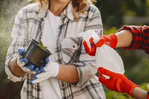 Free Close-up of gardeners spraying potted plant with water outdoors. Stock Photo