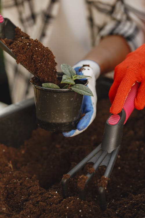 Free Close-Up Shot of Person Putting Soil in Potted Plant Stock Photo