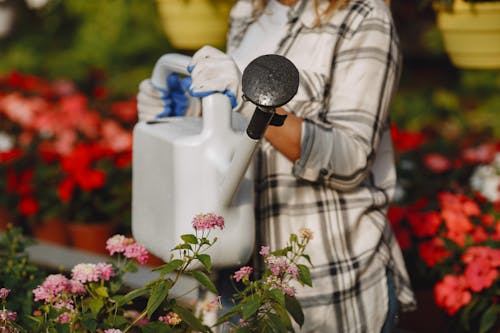 Gratis stockfoto met bloemen, detailopname, eigen tijd