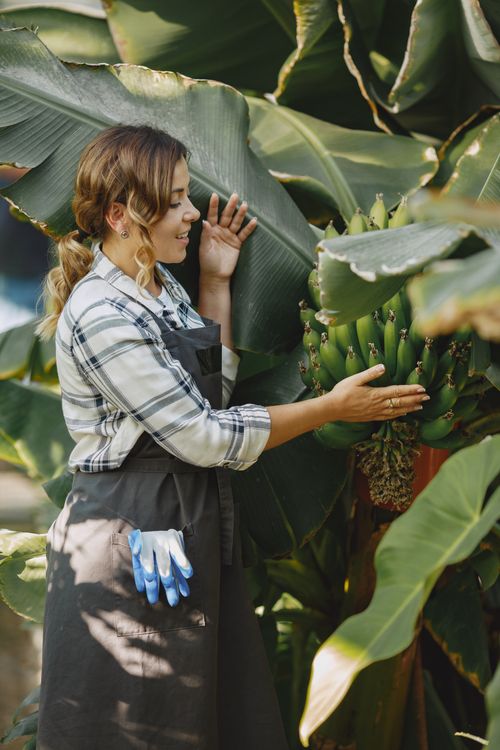 Free A gardener joyfully inspects a banana bunch in a lush tropical setting, showcasing agricultural freshness. Stock Photo