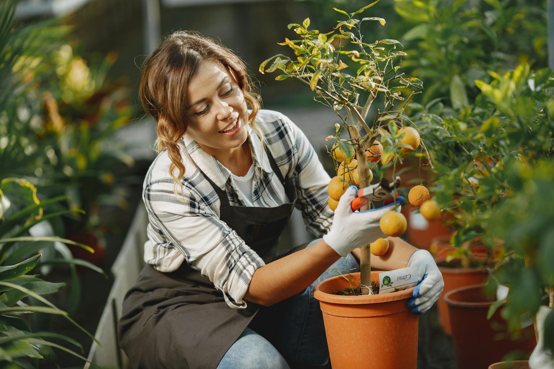 A woman happily pruning a small orange tree in a greenhouse setting.