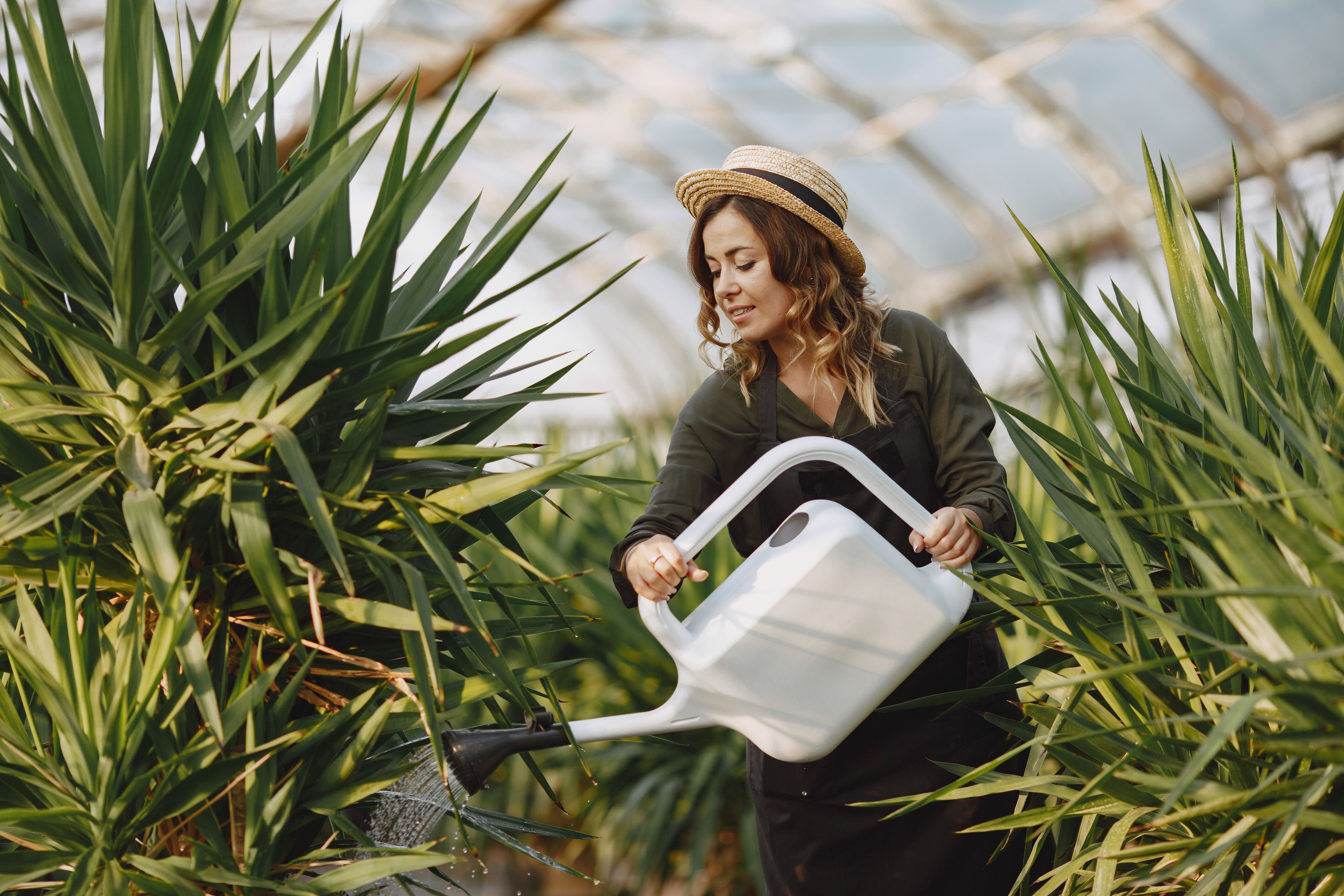 Arrosage plantes d'intérieur : le guide complet pour ne plus jamais les noyer (ou les assoiffer)