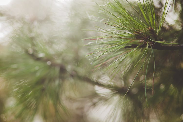 Siberian Pine Branches With Thin Needles In Park