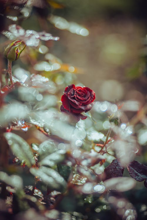 Bright blossoming rose on bush in garden