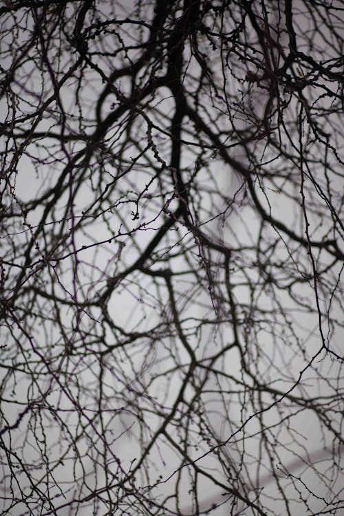 Dry tree branches under foggy sky in daylight